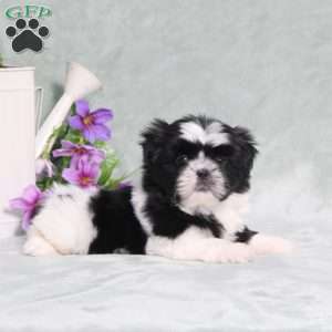 Polecat, Shih Tzu Puppy